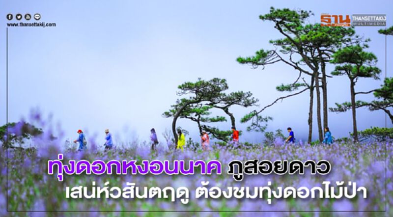 ทุ่งดอกหงอนนาค ภูสอยดาว เสน่ห์วสันตฤดู ต้องชมทุ่งดอกไม้ป่า ทุ่งดอกหงอนนาค ภูสอยดาว เสน่ห์วสันตฤดู ต้องชมทุ่งดอกไม้ป่า