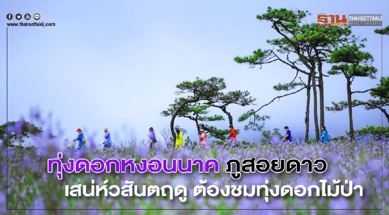 ทุ่งดอกหงอนนาค ภูสอยดาว เสน่ห์วสันตฤดู ต้องชมทุ่งดอกไม้ป่า