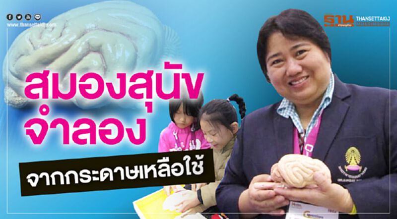 สมองสุนัขจำลอง จากกระดาษเหลือใช้ สมองสุนัขจำลอง จากกระดาษเหลือใช้