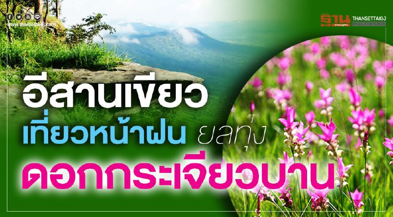 อีสานเขียวเที่ยวหน้าฝน ยลทุ่ง ‘ดอกกระเจียวบาน’