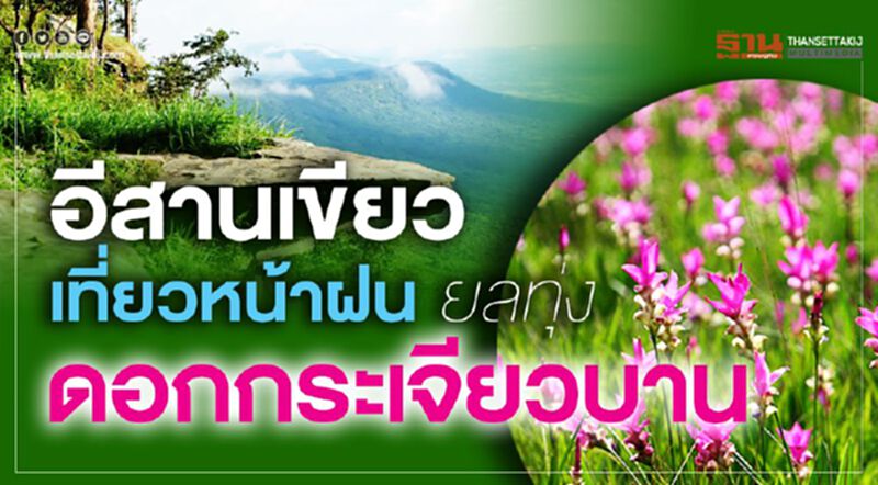 อีสานเขียวเที่ยวหน้าฝน ยลทุ่ง ‘ดอกกระเจียวบาน’ อีสานเขียวเที่ยวหน้าฝน ยลทุ่ง ‘ดอกกระเจียวบาน’