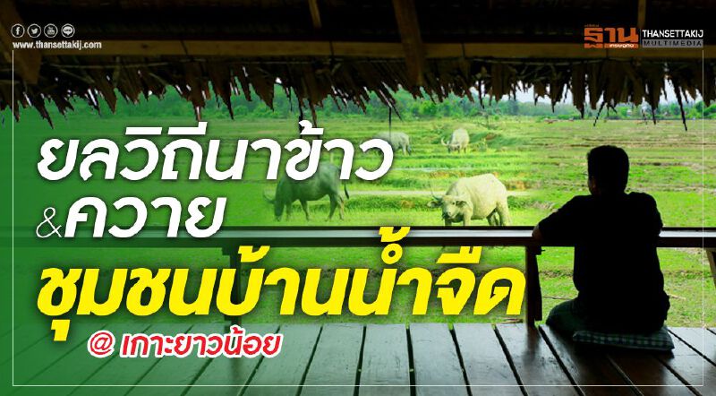 ยลวิถีนาข้าว&ควาย ชุมชนบ้านน้ำจืด @ เกาะยาวน้อย
