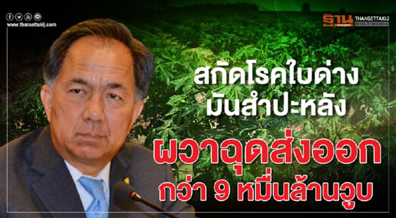 สกัดโรคใบด่างมันสำปะหลังผวาฉุดส่งออกกว่า 9 หมื่นล้านวูบ สกัดโรคใบด่างมันสำปะหลังผวาฉุดส่งออกกว่า 9 หมื่นล้านวูบ