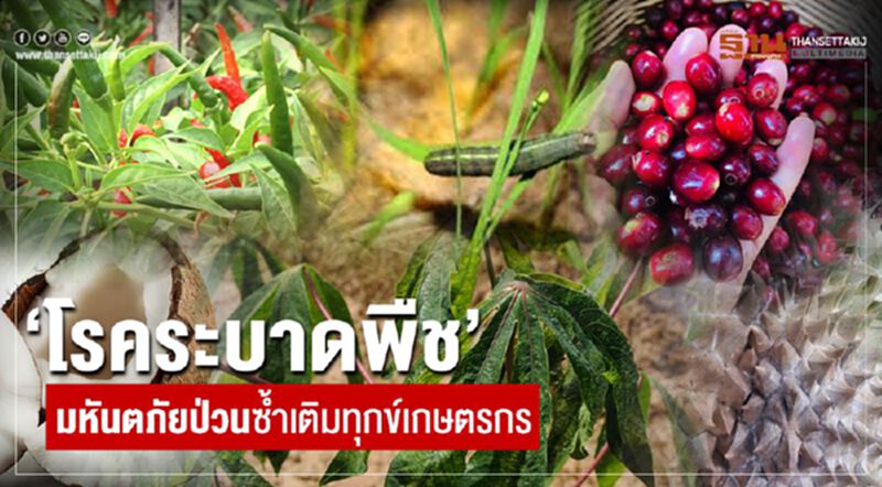 ‘โรคระบาดพืช’มหันตภัยป่วนซ้ำเติมทุกข์เกษตรกร ‘โรคระบาดพืช’มหันตภัยป่วนซ้ำเติมทุกข์เกษตรกร
