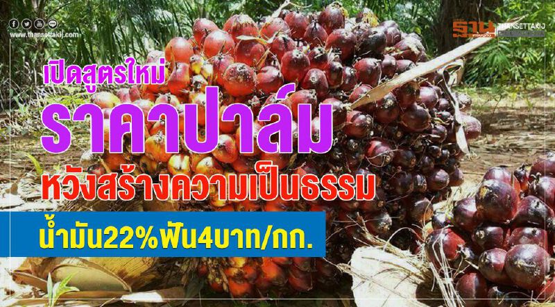เปิดสูตรใหม่ราคาปาล์ม  หวังสร้างความเป็นธรรม - นํ้ามัน 22% ฟัน 4 บาท/กก.