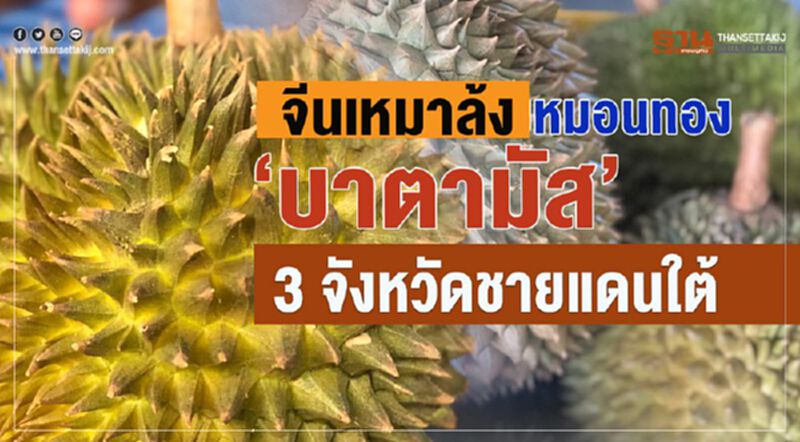 จีนเหมาล้ง หมอนทอง 'บาตามัส' 3 จังหวัดชายแดนใต้ จีนเหมาล้ง หมอนทอง 'บาตามัส' 3 จังหวัดชายแดนใต้