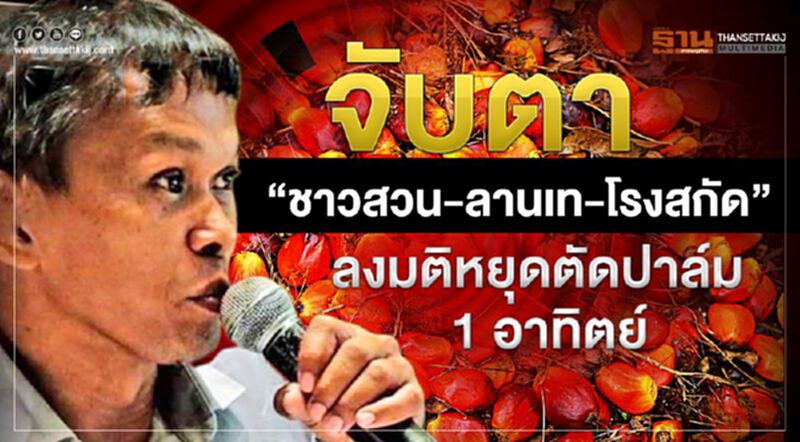 จับตา“ชาวสวน-ลานเท-โรงสกัด”ลงมติหยุดตัดปาล์ม 1 อาทิตย์ จับตา“ชาวสวน-ลานเท-โรงสกัด”ลงมติหยุดตัดปาล์ม 1 อาทิตย์