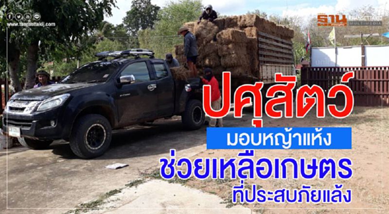 ปศุสัตว์มอบหญ้าแห้งช่วยเหลือเกษตรที่ประสบภัยแล้ง ปศุสัตว์มอบหญ้าแห้งช่วยเหลือเกษตรที่ประสบภัยแล้ง