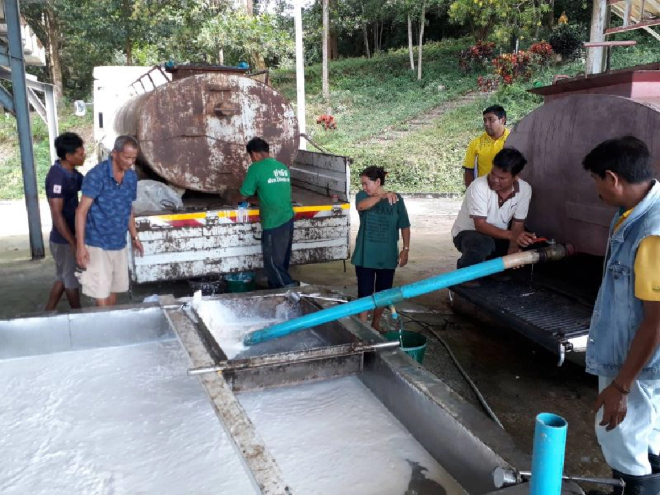 เดินหน้าถนนยางพาราเมืองคอน ประเดิมซื้อน้ำยาง 26 ตัน