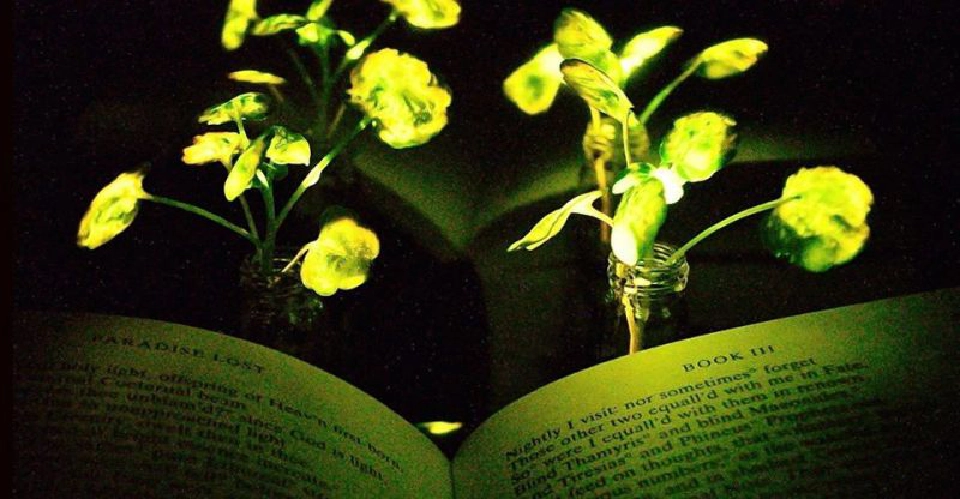 จาก Avatar สู่โลกความจริง ต้นไม้เรืองแสงกลายเป็นพลังงานสะอาดโลกอนาคต 