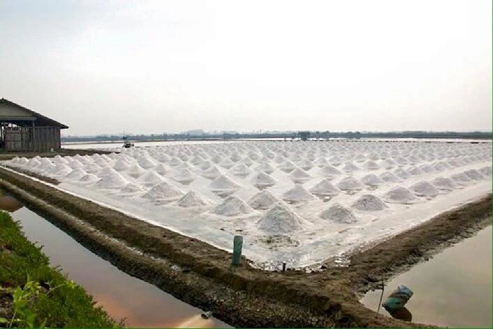 เกลืออินเดียทะลักทุบราคาดิ่ง มกอช.ดันมาตรฐาน GAP แข่ง