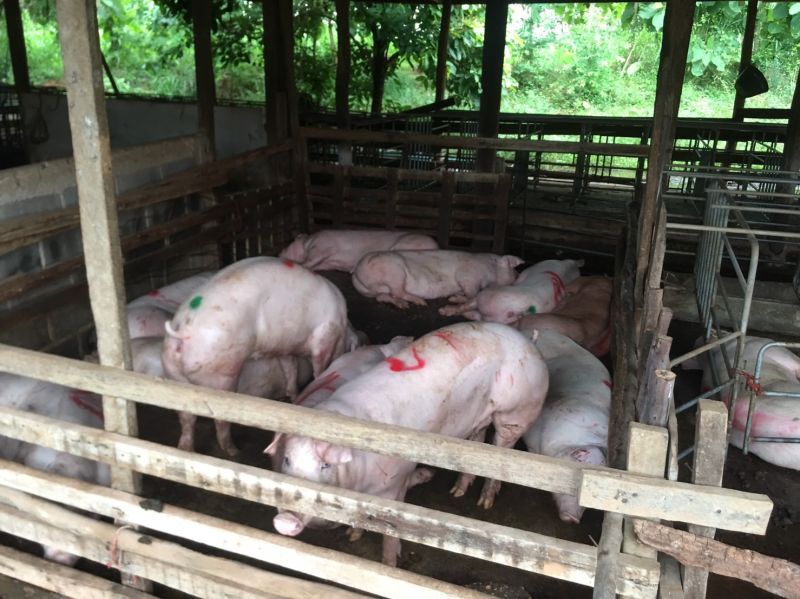 ปศุสัตว์บุกจับโรงฆ่าหมูเถื่อนกลางเมืองนครพนม