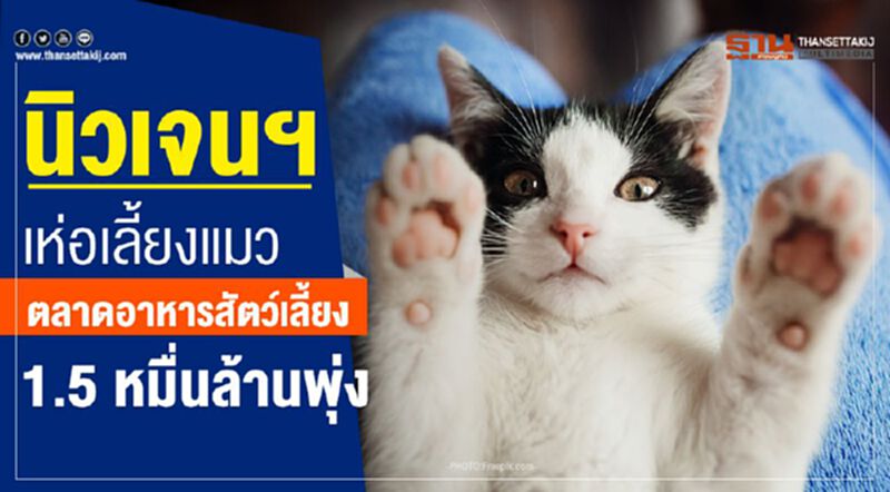 นิวเจนฯ เห่อเลี้ยงแมว ตลาดอาหารสัตว์เลี้ยง 1.5 หมื่นล้านพุ่ง นิวเจนฯ เห่อเลี้ยงแมว ตลาดอาหารสัตว์เลี้ยง 1.5 หมื่นล้านพุ่ง