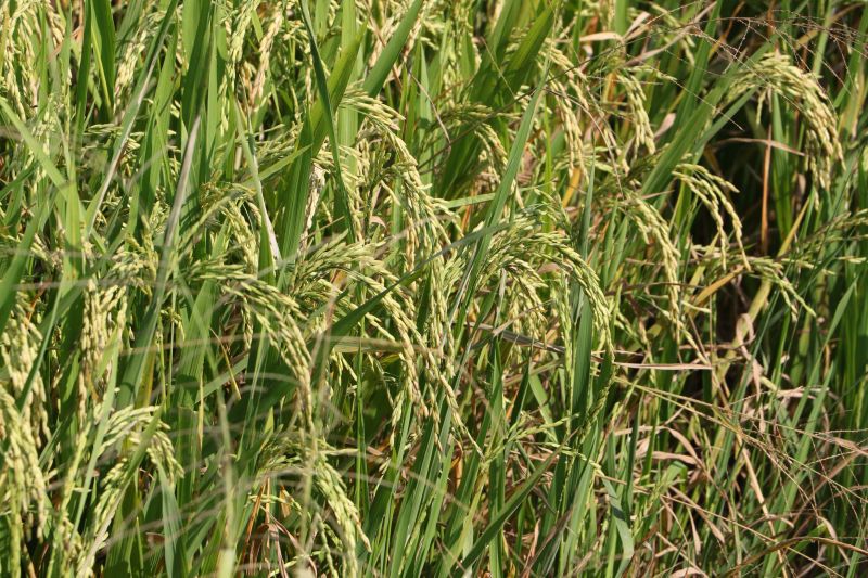 นายกฯโรงสีเคลียร์ปมร้อนหลังตกเป็นเหยื่อในสภา