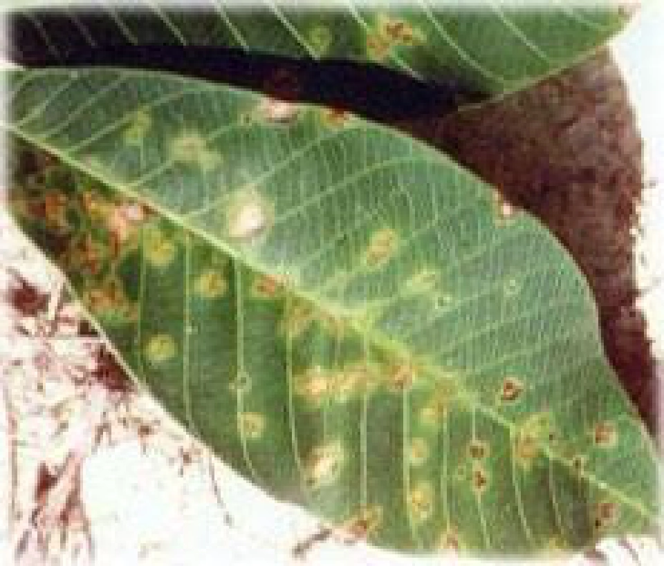 เตือนภัย!! ‘โรคใบจุด’ระบาดยางอินโดฯเสียหายกว่า 2 ล้านไร่