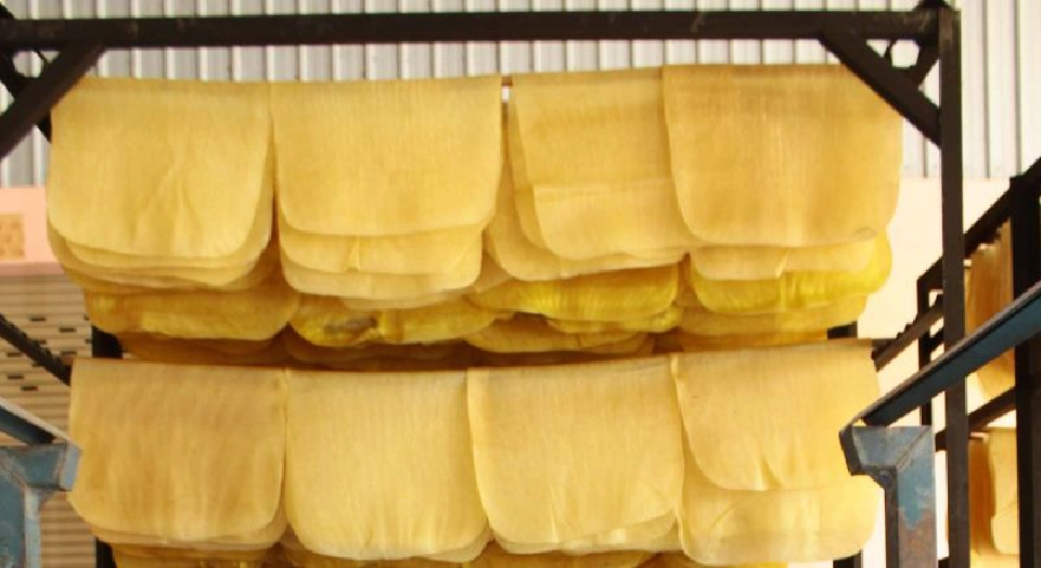 เตือนภัย!! ‘โรคใบจุด’ระบาดยางอินโดฯเสียหายกว่า 2 ล้านไร่