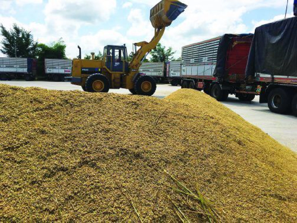 ราคาพุ่งยกแผง ‘ข้าวเหนียวแซงหอมมะลิ’