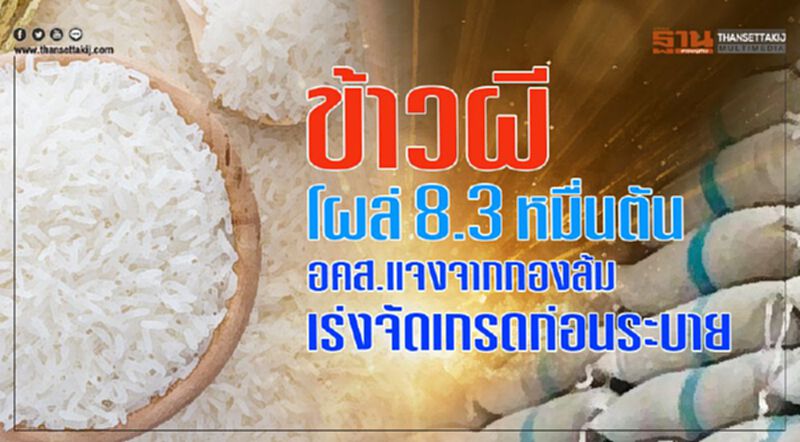 ข้าวผีโผล่ 8.3 หมื่นตัน อคส.แจงจากกองล้ม-เร่งจัดเกรดก่อนระบาย ข้าวผีโผล่ 8.3 หมื่นตัน อคส.แจงจากกองล้ม-เร่งจัดเกรดก่อนระบาย