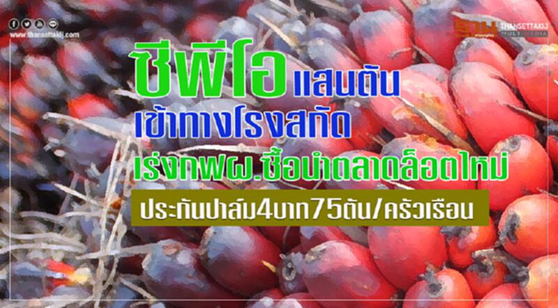 ซีพีโอแสนตันเข้าทางโรงสกัด เร่งกฟผ.ซื้อนำตลาดล็อตใหม่ ประกันปาล์ม4บาท75ตัน/ครัวเรือน ซีพีโอแสนตันเข้าทางโรงสกัด เร่งกฟผ.ซื้อนำตลาดล็อตใหม่ ประกันปาล์ม4บาท75ตัน/ครัวเรือน