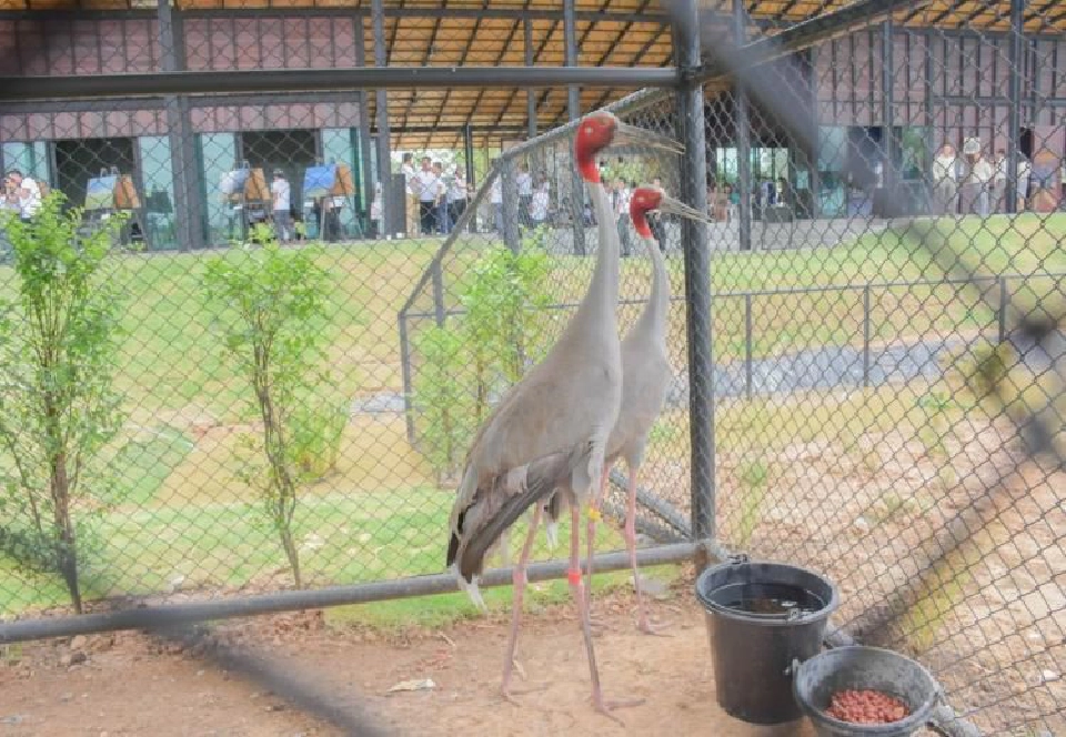 ปราสาทหิน เมืองกีฬารู้จักนกกระเรียนพันธุ์ไทยในบุรีรัมย์