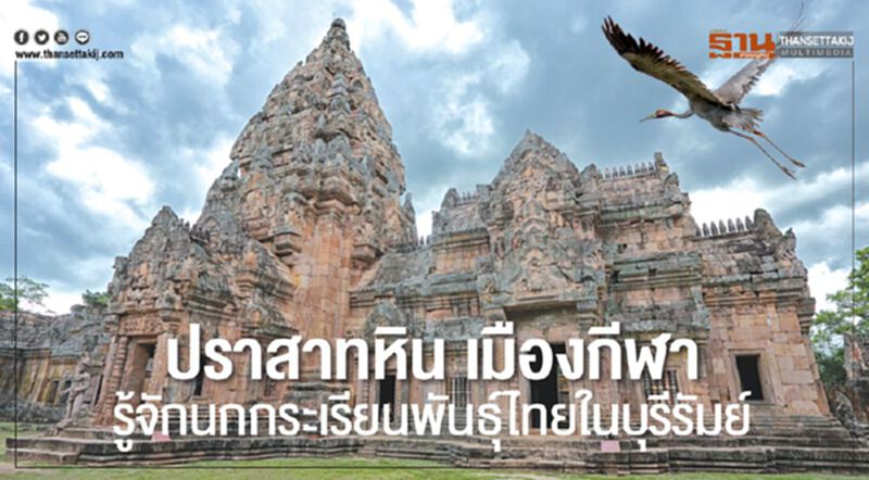 ปราสาทหิน เมืองกีฬารู้จักนกกระเรียนพันธุ์ไทยในบุรีรัมย์ ปราสาทหิน เมืองกีฬารู้จักนกกระเรียนพันธุ์ไทยในบุรีรัมย์