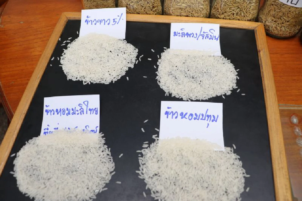 ‘โรงสี-ส่งออก’ เชียร์รัฐประกันรายได้ข้าวทุกชนิด