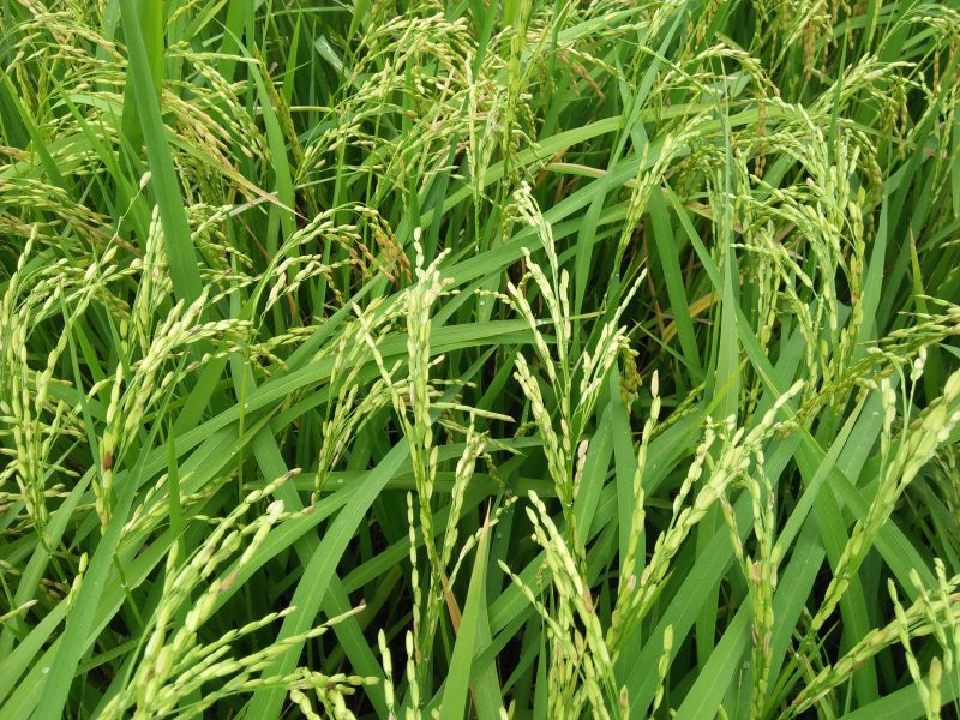 ‘โรงสี-ส่งออก’ เชียร์รัฐประกันรายได้ข้าวทุกชนิด