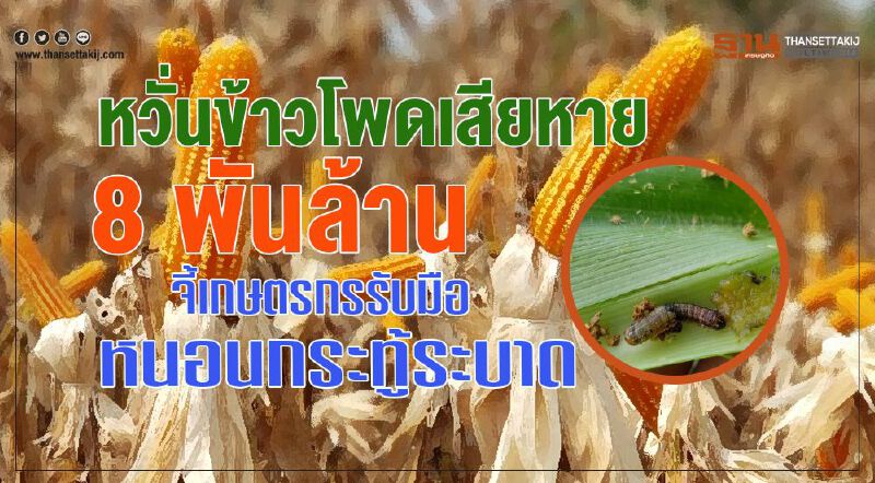 หวั่นข้าวโพดเสียหาย 8 พันล้าน จี้เกษตรกรรับมือหนอนกระทู้ระบาด