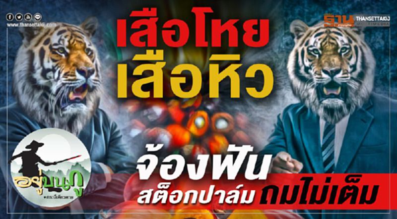 ด่วน!!! “เสือโหย เสือหิว” จ้องฟันสต็อกปาล์ม ด่วน!!! “เสือโหย เสือหิว” จ้องฟันสต็อกปาล์ม
