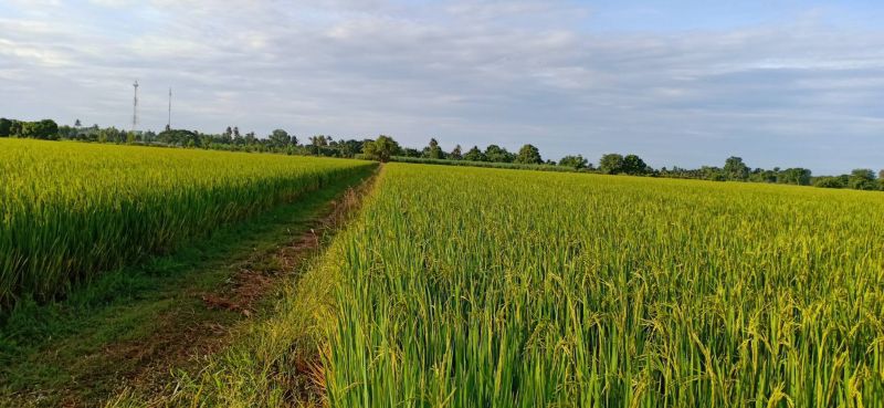 สิงห์บุรีเดือด! โรงสีเปิดศึกแย่งซื้อ “ข้าวเหนียว”