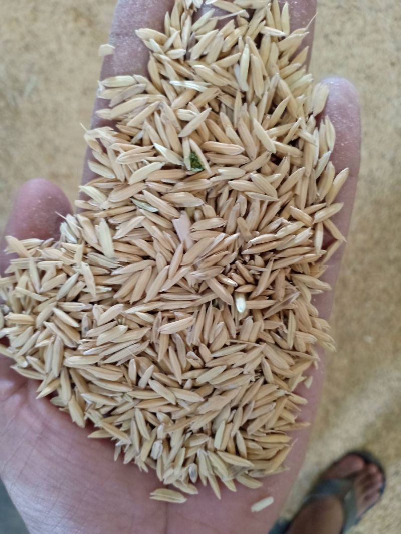 สิงห์บุรีเดือด! โรงสีเปิดศึกแย่งซื้อ “ข้าวเหนียว”