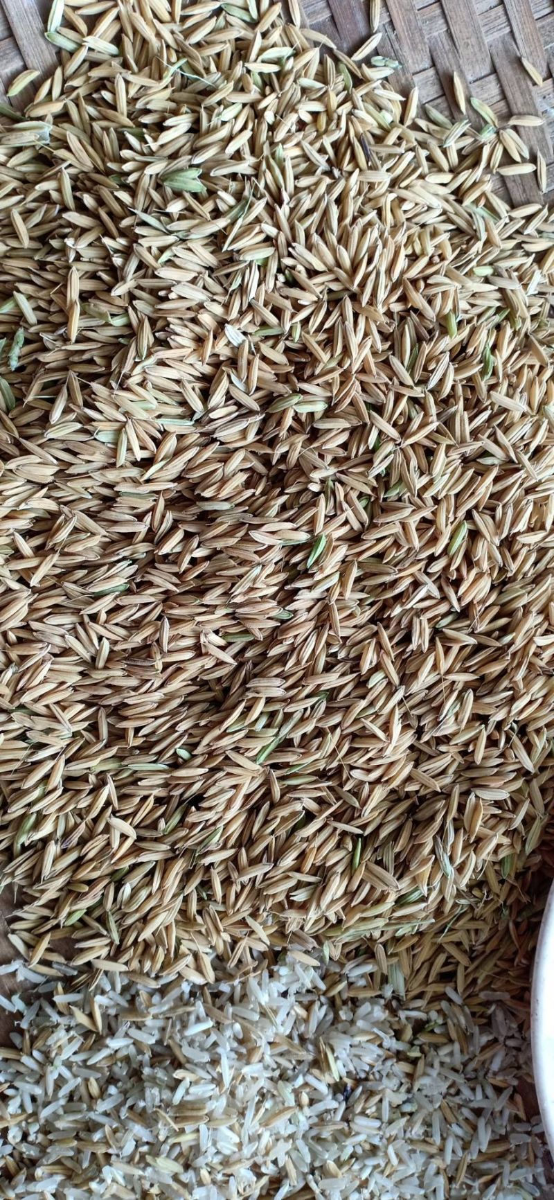 สิงห์บุรีเดือด! โรงสีเปิดศึกแย่งซื้อ “ข้าวเหนียว”