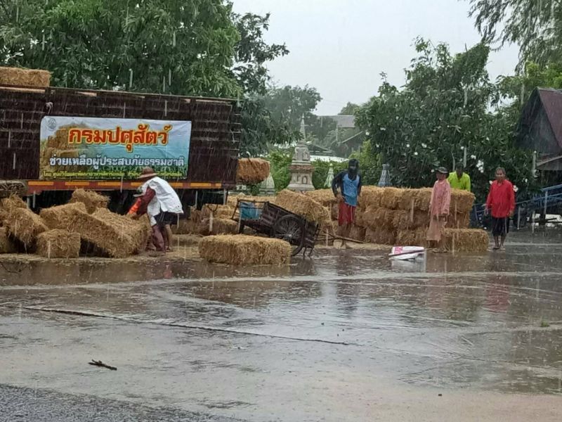 ปศุสัตว์ระดมฟางแห้งแจกเกษตรผู้เลี้ยงวัวภาคอีสาน