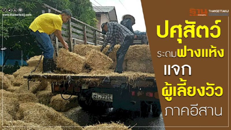 ปศุสัตว์ระดมฟางแห้งแจกเกษตรผู้เลี้ยงวัวภาคอีสาน ปศุสัตว์ระดมฟางแห้งแจกเกษตรผู้เลี้ยงวัวภาคอีสาน