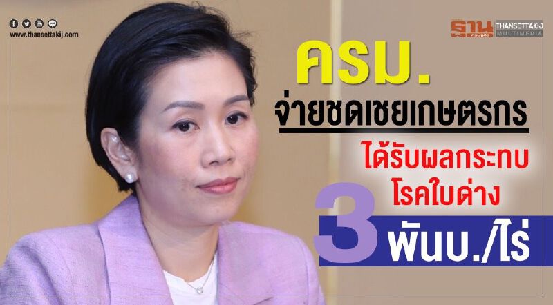 ครม.จ่ายชดเชยเกษตรกร ได้รับผลกระทบโรคใบด่าง 3 พันบ./ไร่