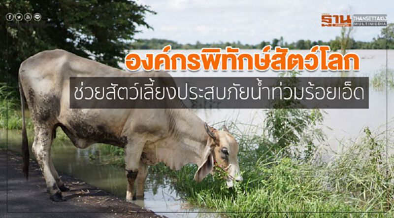 องค์กรพิทักษ์สัตว์โลก ช่วยสัตว์เลี้ยงประสบภัยน้ำท่วมร้อยเอ็ด องค์กรพิทักษ์สัตว์โลก ช่วยสัตว์เลี้ยงประสบภัยน้ำท่วมร้อยเอ็ด