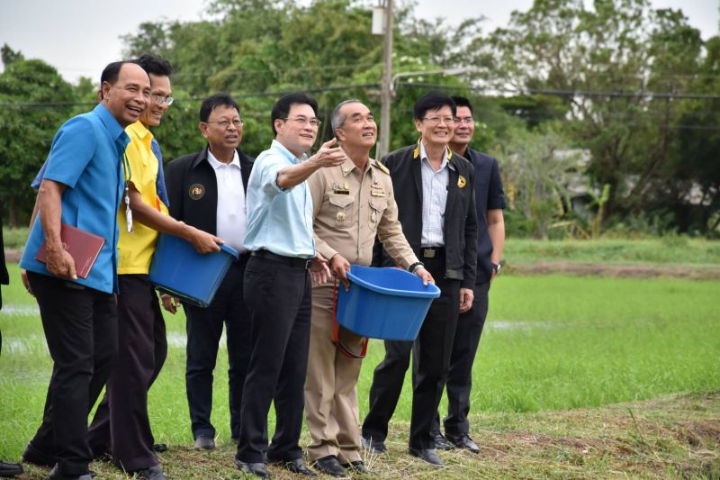 ดีเดย์ 15 ต.ค.จ่ายส่วนต่าง  "ประกันรายได้ข้าว"