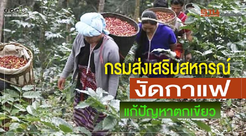 กรมส่งเสริมสหกรณ์ งัดกาแฟ แก้ปัญหาตกเขียว กรมส่งเสริมสหกรณ์ งัดกาแฟ แก้ปัญหาตกเขียว