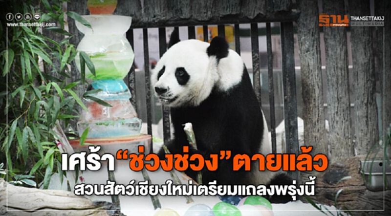 เศร้า 'ช่วงช่วง'ตายแล้ว สวนสัตว์เชียงใหม่เตรียมแถลงพรุ่งนี้ เศร้า 'ช่วงช่วง'ตายแล้ว สวนสัตว์เชียงใหม่เตรียมแถลงพรุ่งนี้