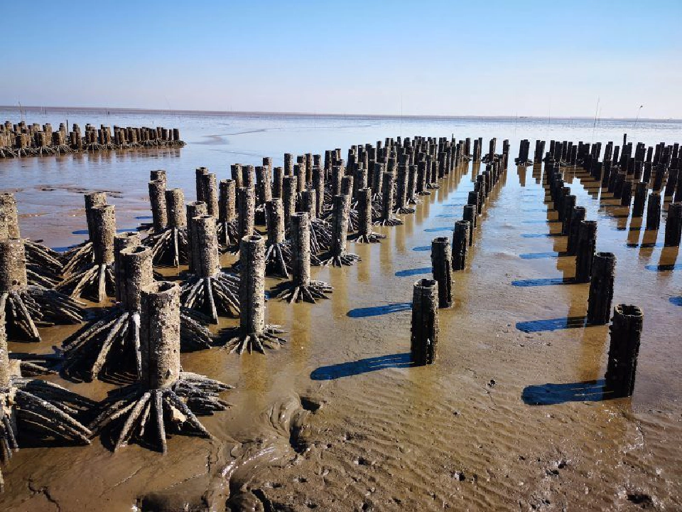 ชง 'บิ๊กตู่' ขายโกงกางเทียมจีทูจี