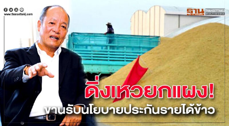 ดิ่งเหวยกแผง! ขานรับนโยบายประกันรายได้ข้าว ดิ่งเหวยกแผง! ขานรับนโยบายประกันรายได้ข้าว