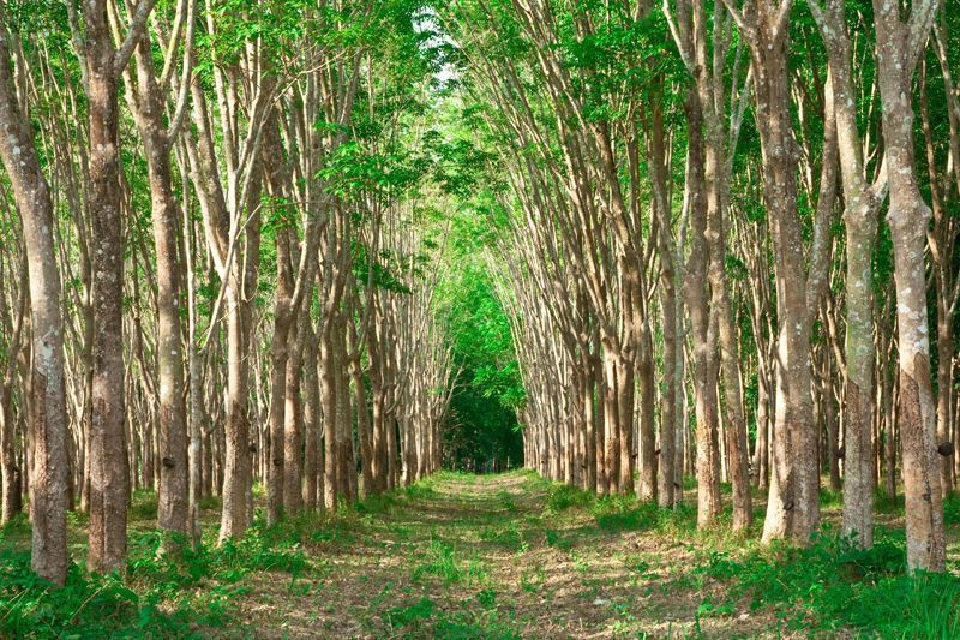 ‘ยาง’ ระส่ำเวียดนามไล่บี้แย่งตลาดกระจุย!!