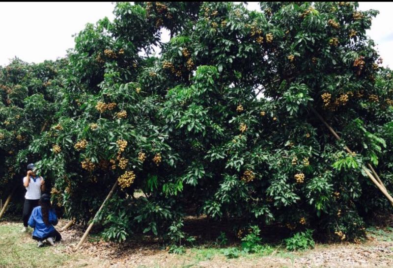 จีนเข้ม!ป่วนตลาดลำไยต้องขึ้นทะบียน GAP