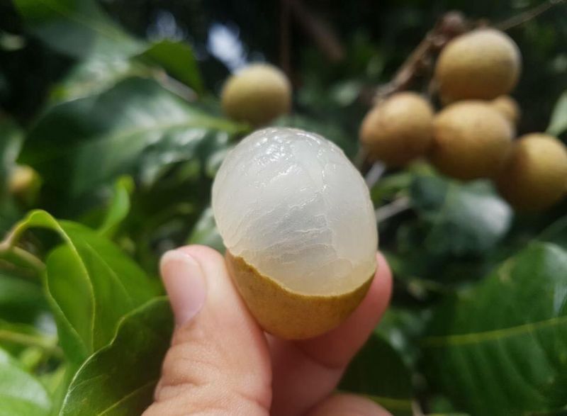 จีนเข้ม!ป่วนตลาดลำไยต้องขึ้นทะบียน GAP