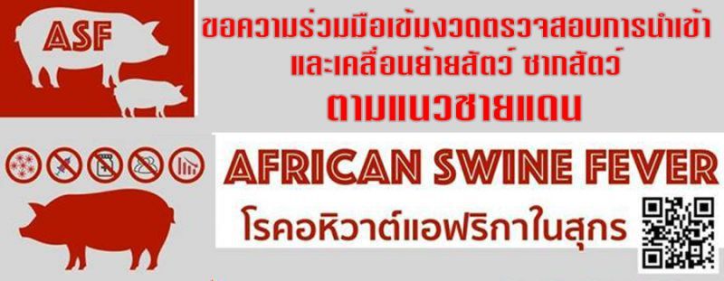 24 จังหวัด “ไทย” เฝ้าระวังเข้มโรค ‘ASF’