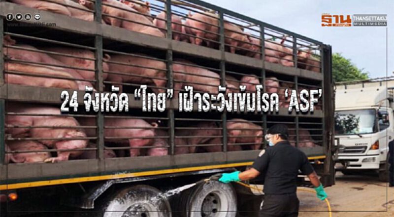 24 จังหวัด “ไทย” เฝ้าระวังเข้มโรค ‘ASF’ 24 จังหวัด “ไทย” เฝ้าระวังเข้มโรค ‘ASF’