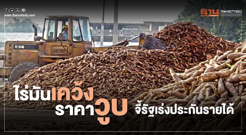 ไร่มันเคว้งราคาวูบ จี้รัฐเร่งประกันรายได้ ไร่มันเคว้งราคาวูบ จี้รัฐเร่งประกันรายได้