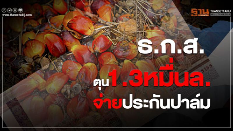 ธ.ก.ส.ตุน1.3หมื่นล. จ่ายประกันปาล์ม ธ.ก.ส.ตุน1.3หมื่นล. จ่ายประกันปาล์ม