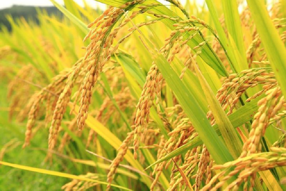 ไม่ใช่แค่ราคาคุย! บุกพิสูจน์ข้าวตันละ 6 แสน