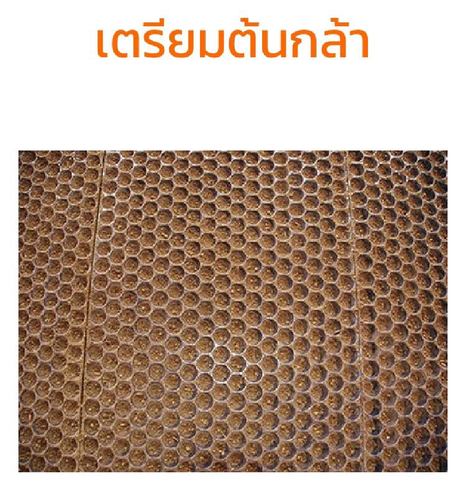 ไม่ใช่แค่ราคาคุย! บุกพิสูจน์ข้าวตันละ 6 แสน